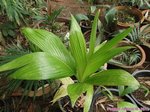 Areca catechu var. alba 