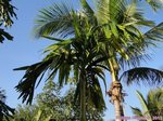 Areca catechu var. alba 