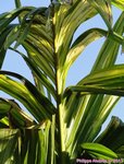 Areca catechu var. alba 