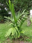 Areca concinna 