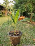 Areca hutchinsoniana 