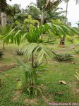 Areca montana clumping 'hybride ?'