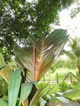 Areca vestiaria 'red leaf form'