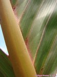 Areca vestiaria 'red leaf form'