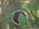 Arenga undulatifolia