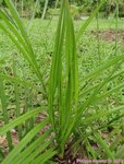 Butia purpurascens