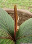 Calyptrocalyx micholitzii 