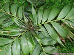 Calyptrocalyx pachystachys 