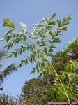 Caryota maxima 