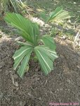 Caryota mitis variegata