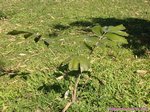 Caryota zebrina 
