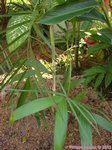 Chamaedorea seifrizii feuilles fines 