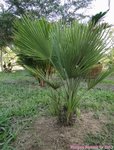 Chamaerops humilis vulcano 