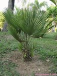 Chamaerops humilis vulcano 