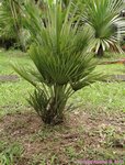 Chamaerops humilis vulcano 