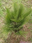 Chamaerops humilis vulcano 