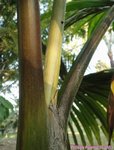 Chambeyronia macrocarpa 