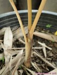 Chambeyronia macrocarpa 'hookeri form' 