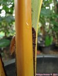 Cocos nucifera var. golden yellow* 'Kao Lak'