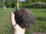 Cocos nucifera var. 'Puang roy'