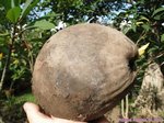 Cocos nucifera var. yellow / Thalande