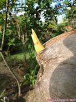 Cocos nucifera var. yellow / Thalande