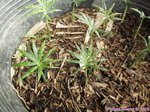 Daemonorops angustifolia 
