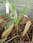 Dypsis arenarum 