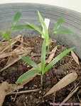 Dypsis arenarum 