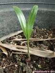 Dypsis arenarum 