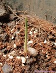 Dypsis arenarum 