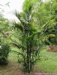 Dypsis cabadae ou Chrysalidocarpus c.