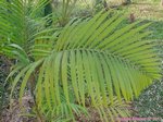Dypsis cabadae ou Chrysalidocarpus c.