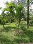 Dypsis cabadae x Dypsis leptocheilos * clumping form