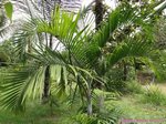 Dypsis cabadae x Dypsis leptocheilos * clumping form