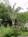 Dypsis decaryi 
