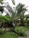 Dypsis decaryi 