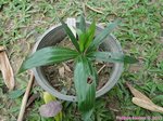 Dypsis lanceolata 