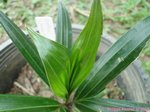 Dypsis lanceolata 
