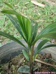 Dypsis lanceolata 