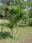 Dypsis lutescens green 