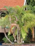 Dypsis lutescens golden 
