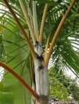 Dypsis lutescens golden 