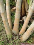 Dypsis lutescens golden 