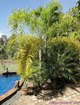 Dypsis madagascariensis forme solitaire 