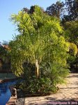 Dypsis madagascariensis forme solitaire 