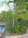 Dypsis madagascariensis forme solitaire 