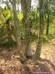 Dypsis madagascariensis clumping