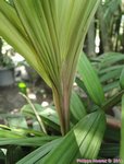 Dypsis rivularis 