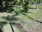 Dypsis utilis 